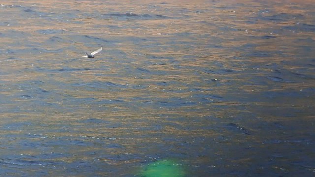 Black Tern (Eurasian) - ML583179041