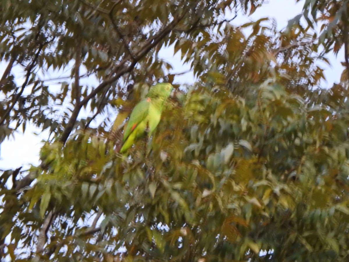 Turquoise-fronted Parrot - ML583179501