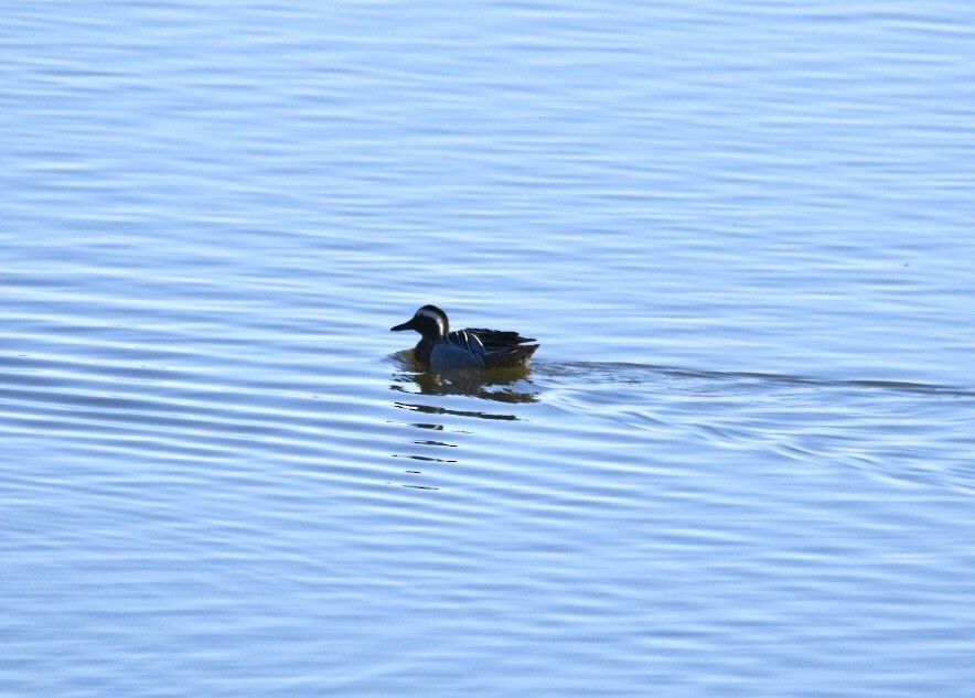 Garganey - ML583180651