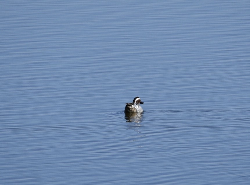 Garganey - ML583180671