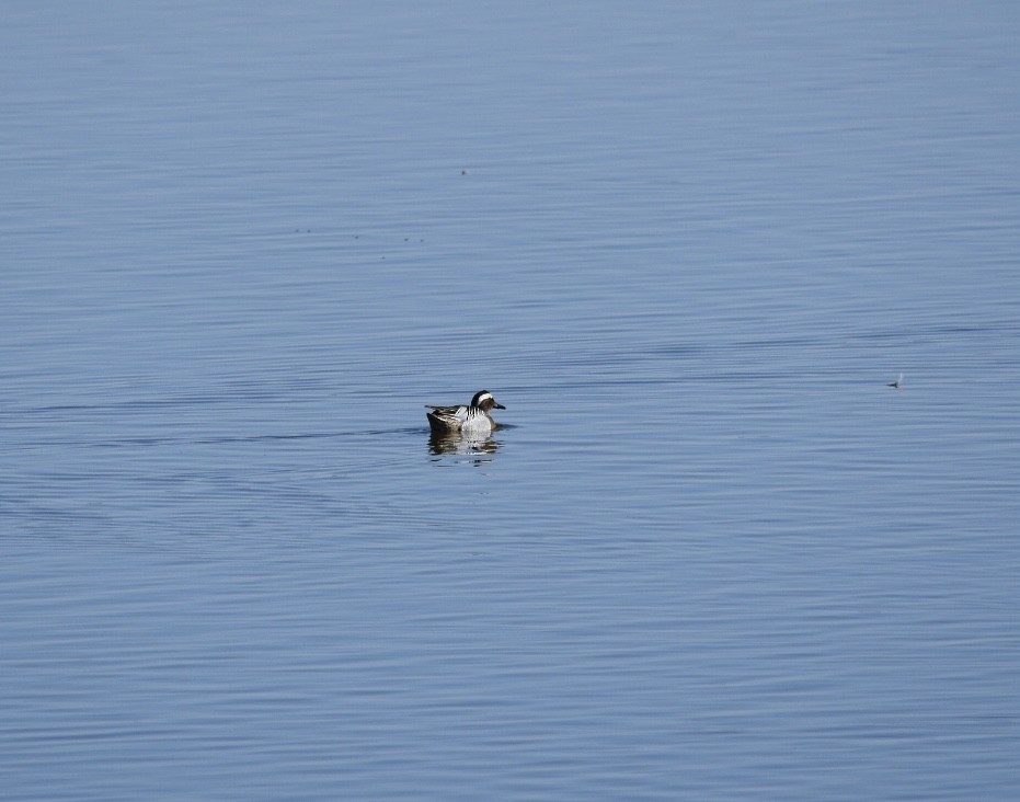 Garganey - ML583180691