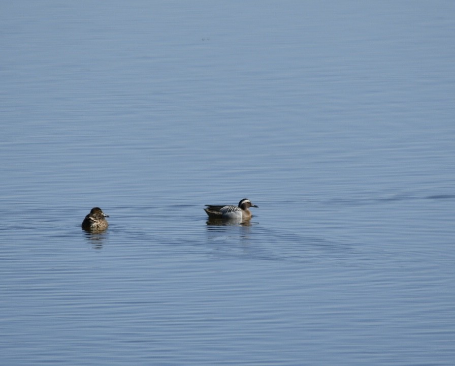 Garganey - ML583180701