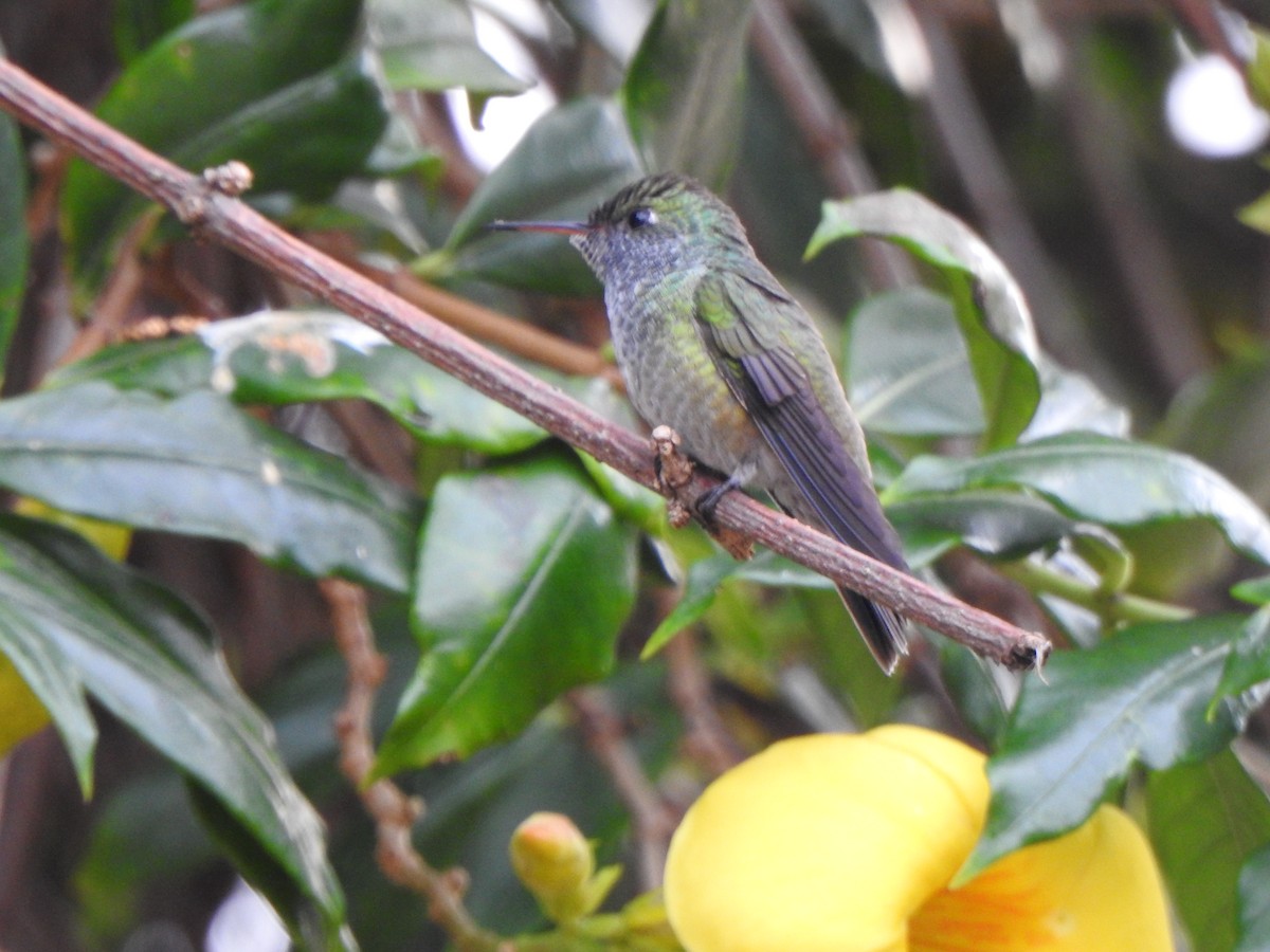 tupikolibri - ML583180711