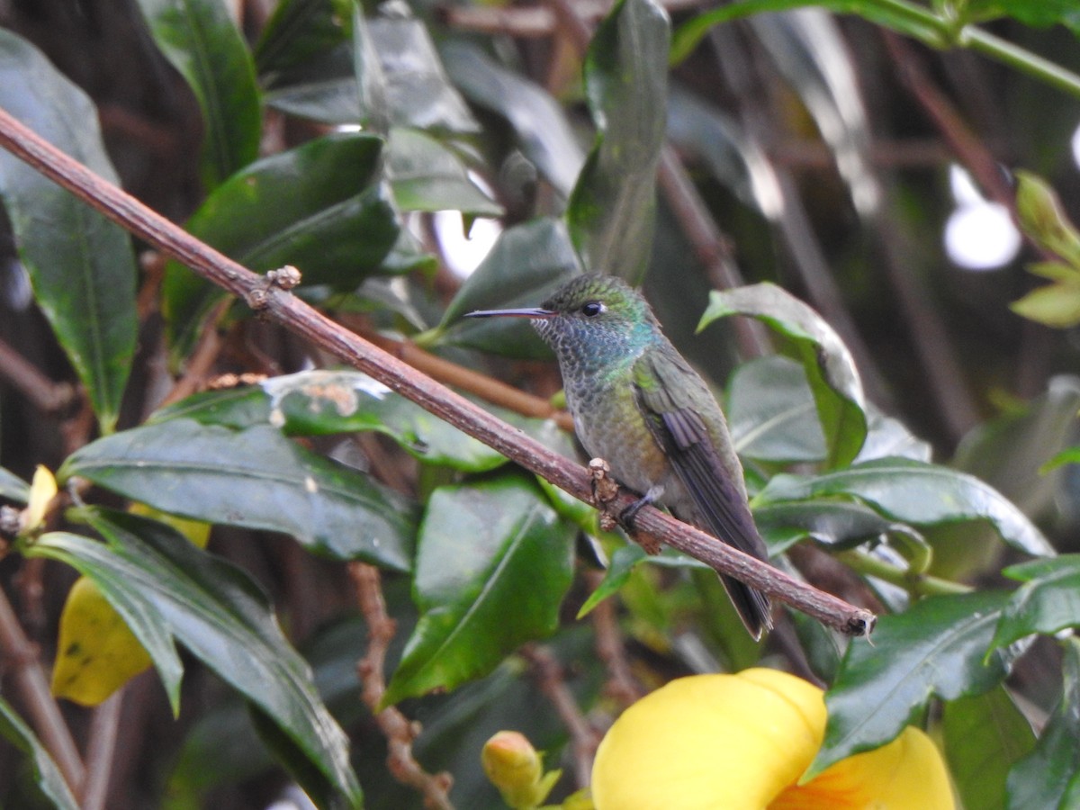 Amazilia Versicolor - ML583180731