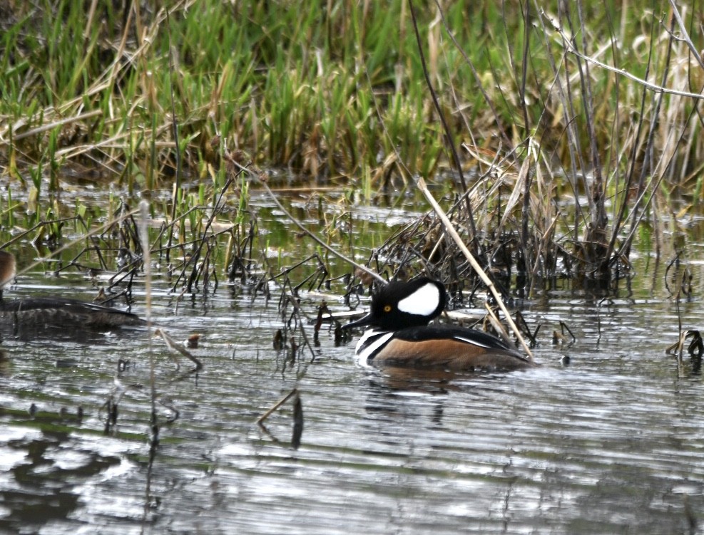 Hooded Merganser - ML583181781