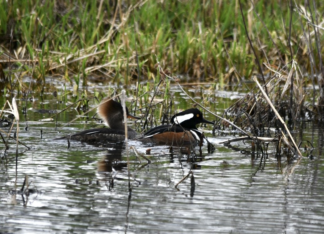 Hooded Merganser - ML583181791