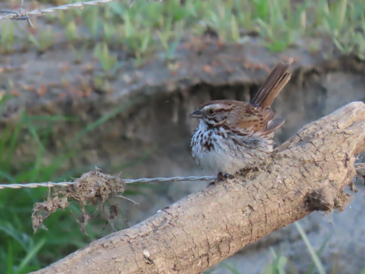 Song Sparrow (heermanni Group) - ML583181951
