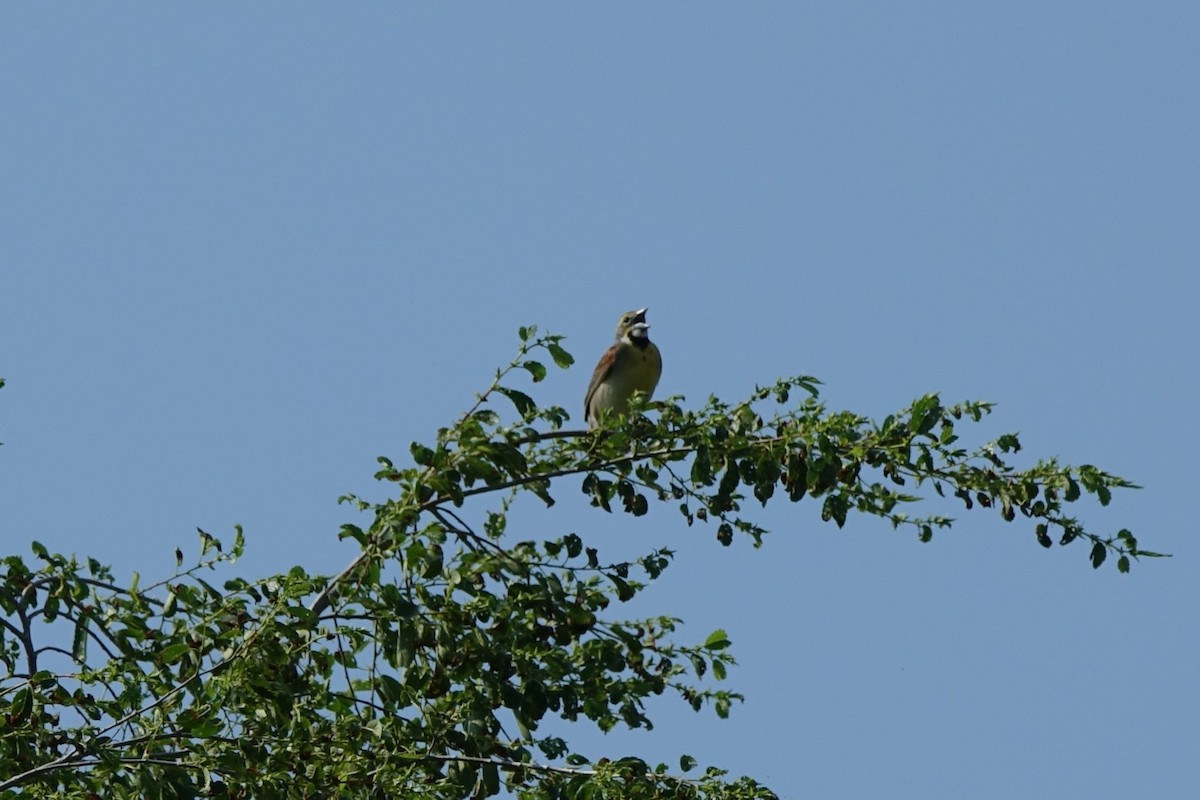 Dickcissel d'Amérique - ML583182271