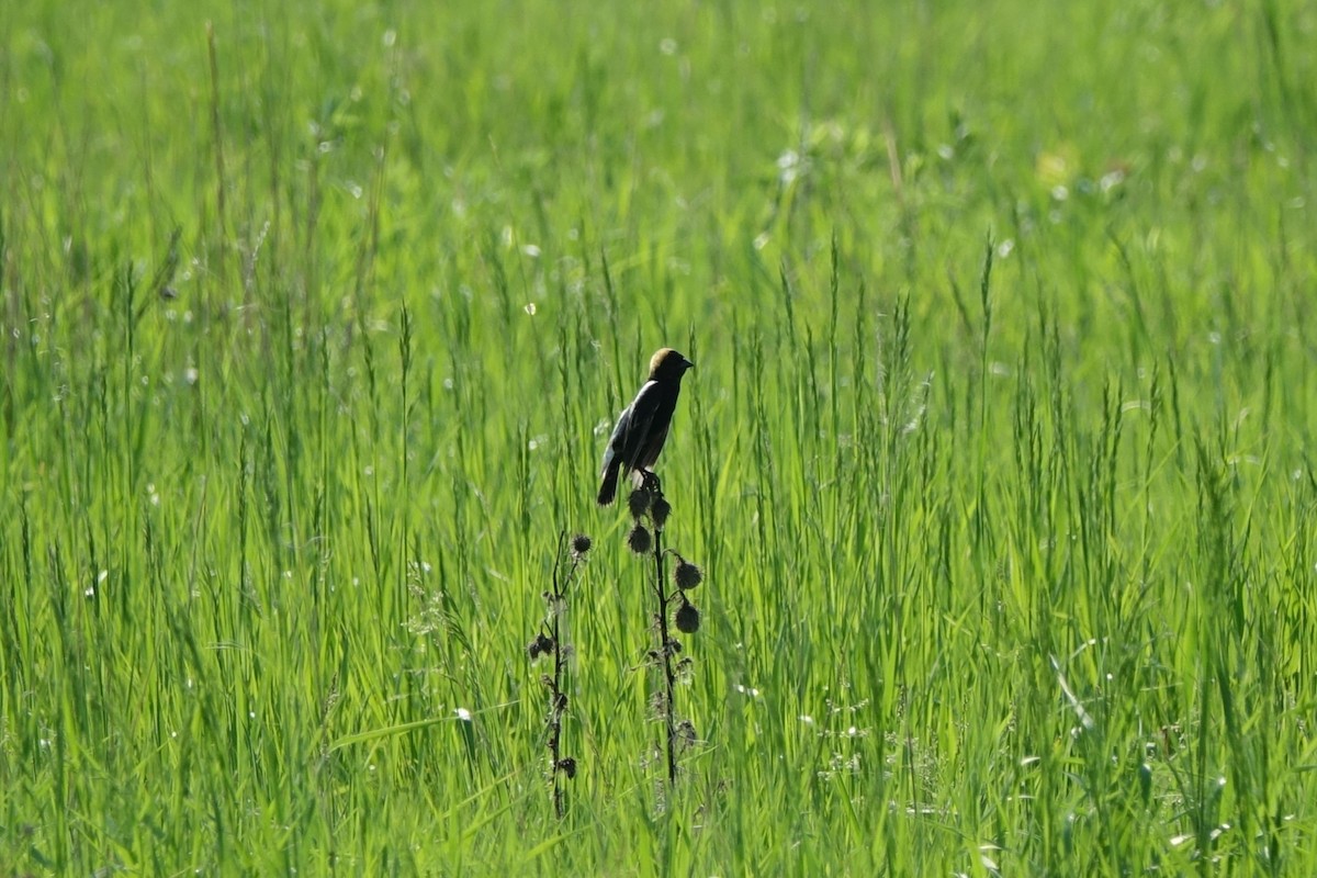 Bobolink - ML583182371