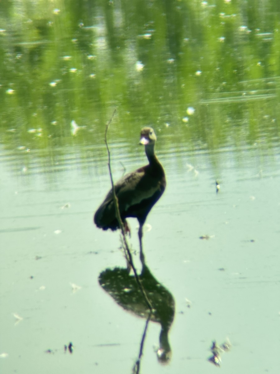 Black-bellied Whistling-Duck - ML583182621