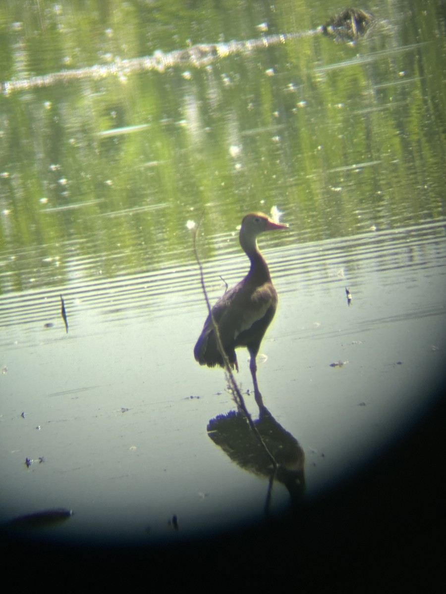Black-bellied Whistling-Duck - ML583182631