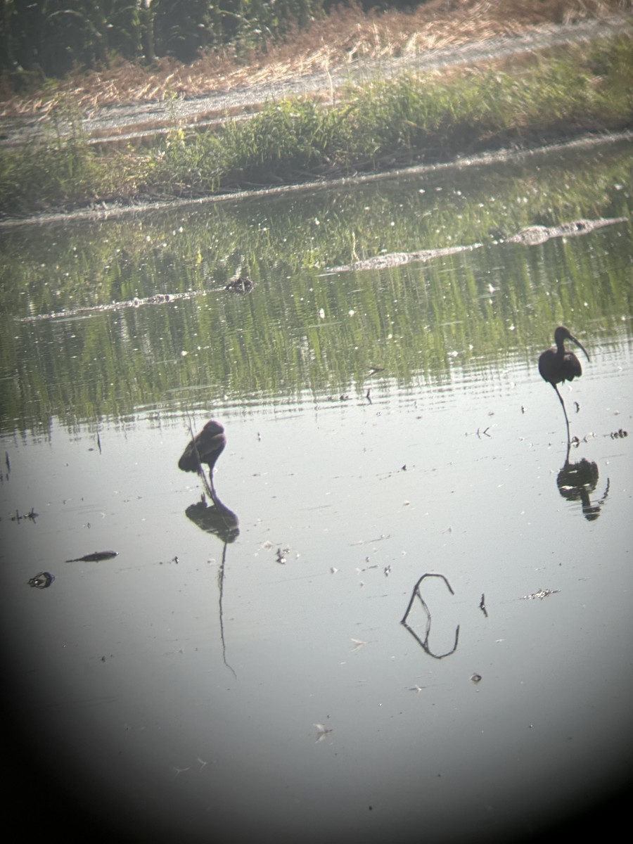 Black-bellied Whistling-Duck - ML583182641