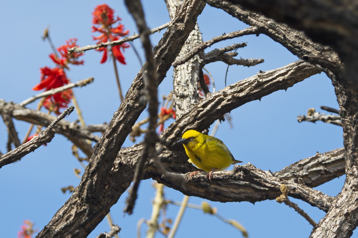 Bocage's Weaver - ML583182791