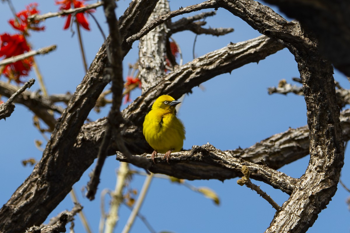 Bocage's Weaver - ML583182801