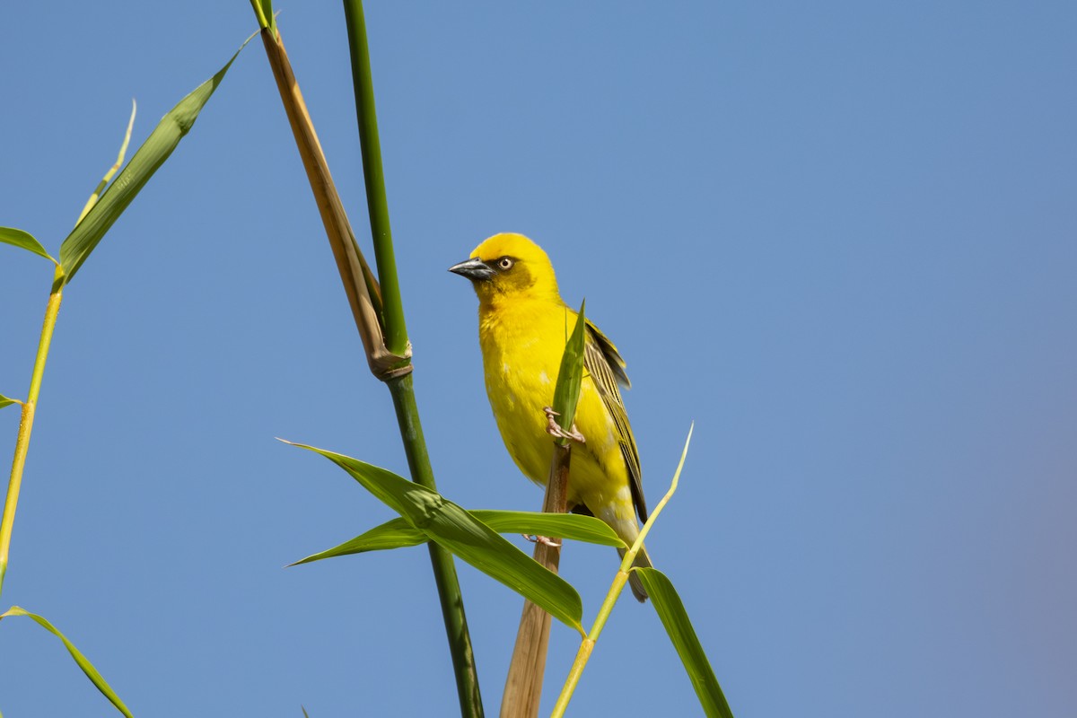 Bocage's Weaver - ML583182811