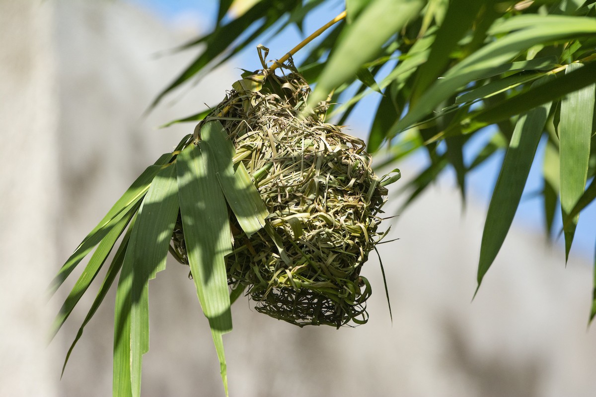 Bocage's Weaver - Derek Engelbrecht