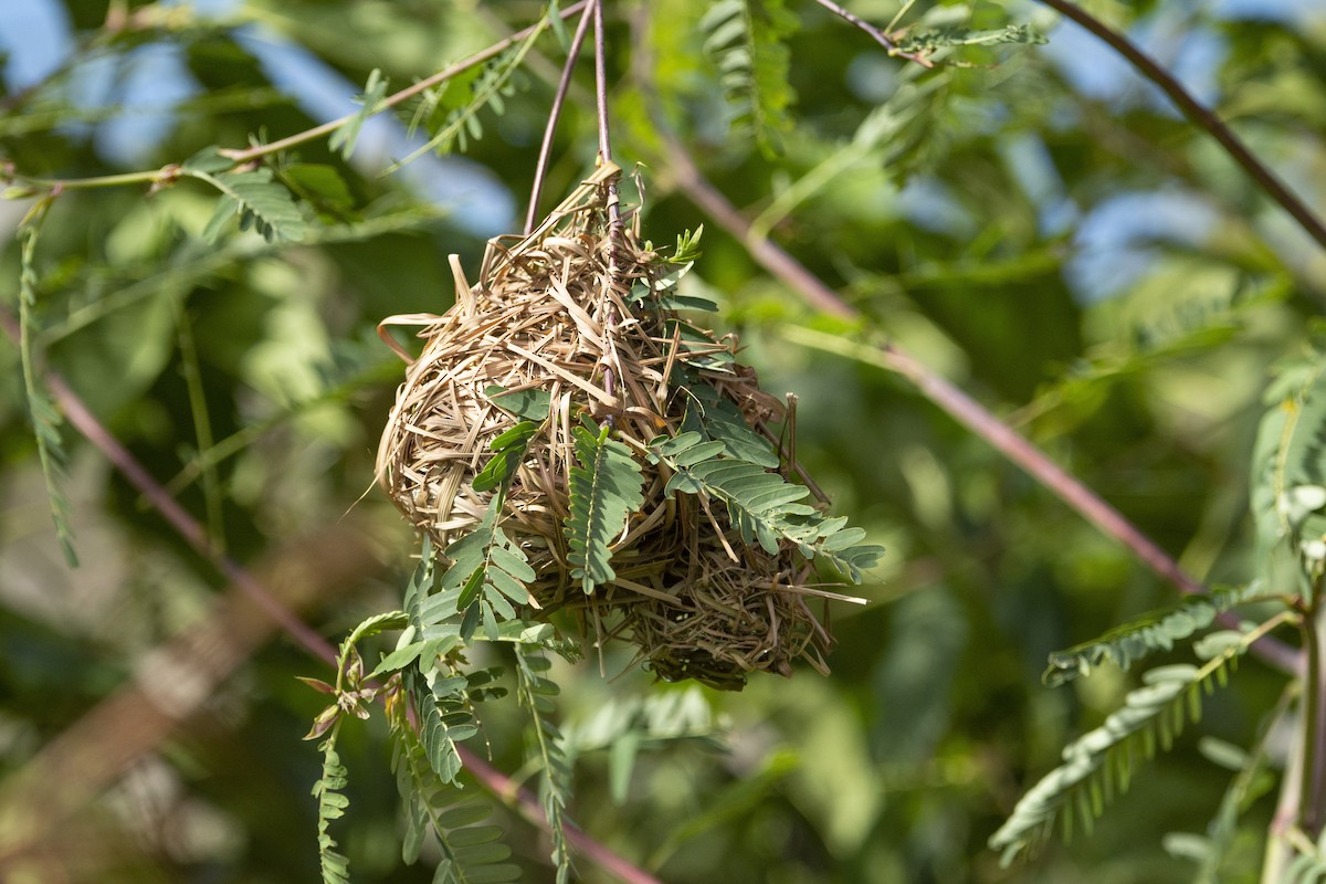 Bocage's Weaver - ML583182831