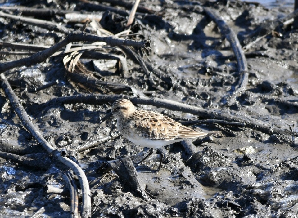 Baird's Sandpiper - Ben Baldwin