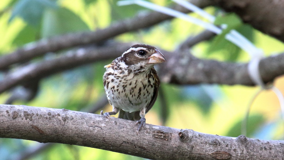 Rose-breasted Grosbeak - ML583184781