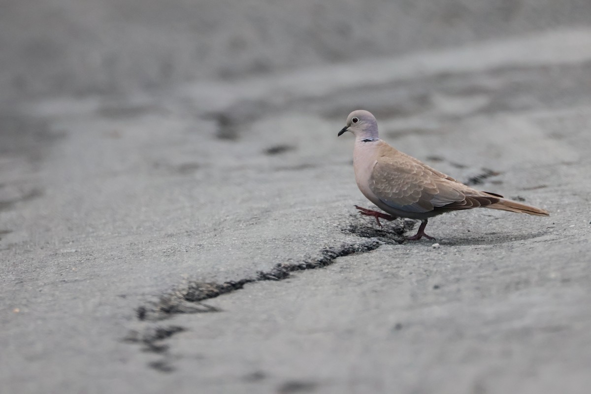 Eurasian Collared-Dove - ML583184821