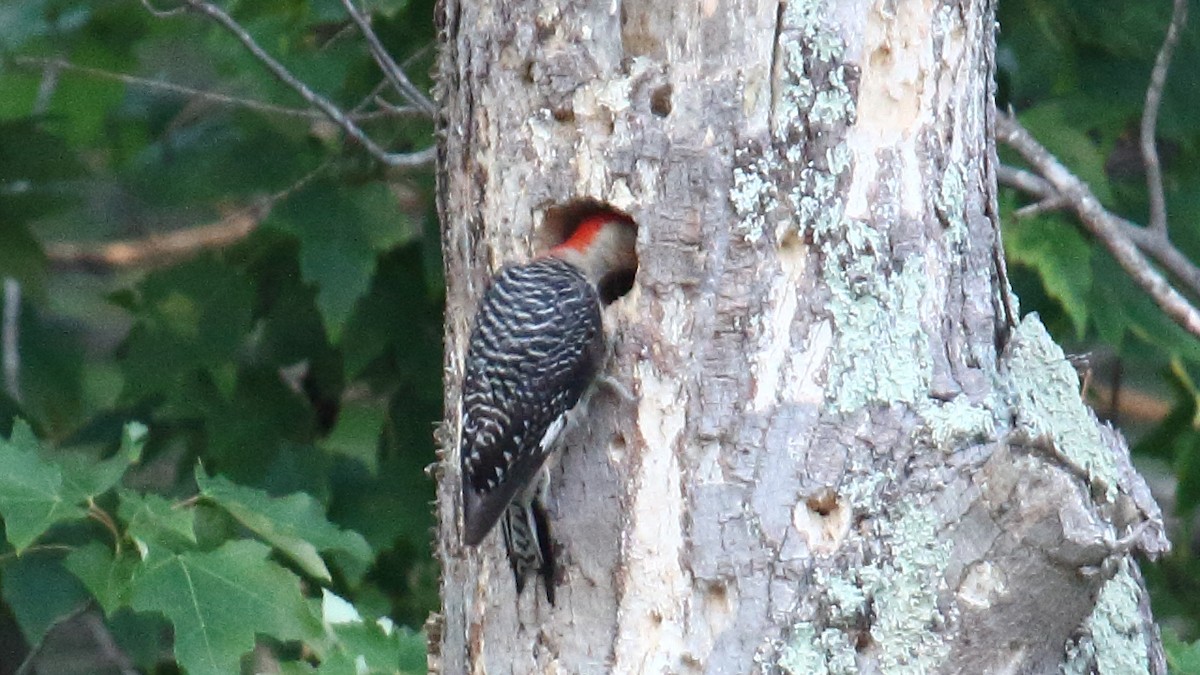 Red-bellied Woodpecker - ML583184841