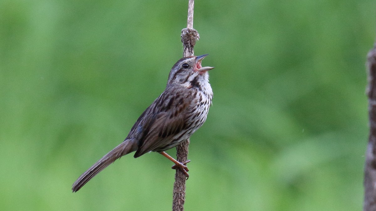 Song Sparrow - ML583184931