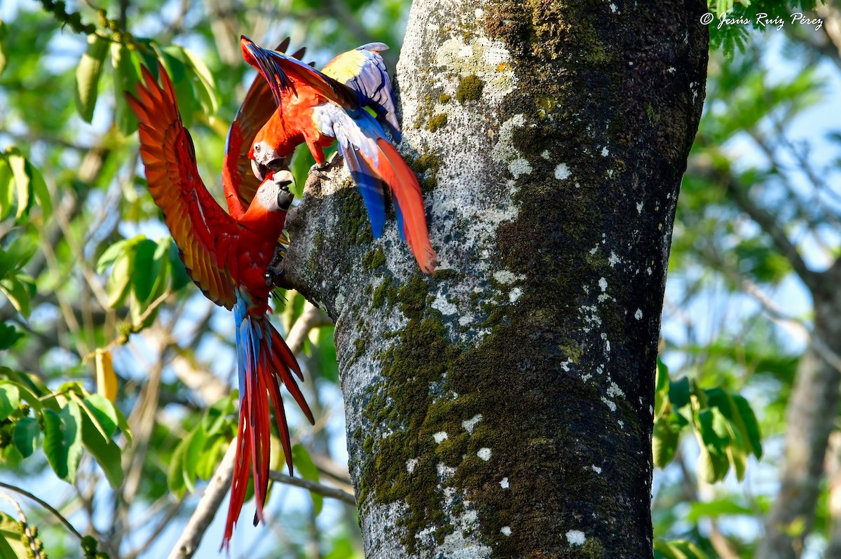 Scarlet Macaw - ML583185171