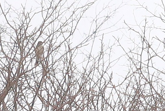 Eastern Kingbird - ML58318581