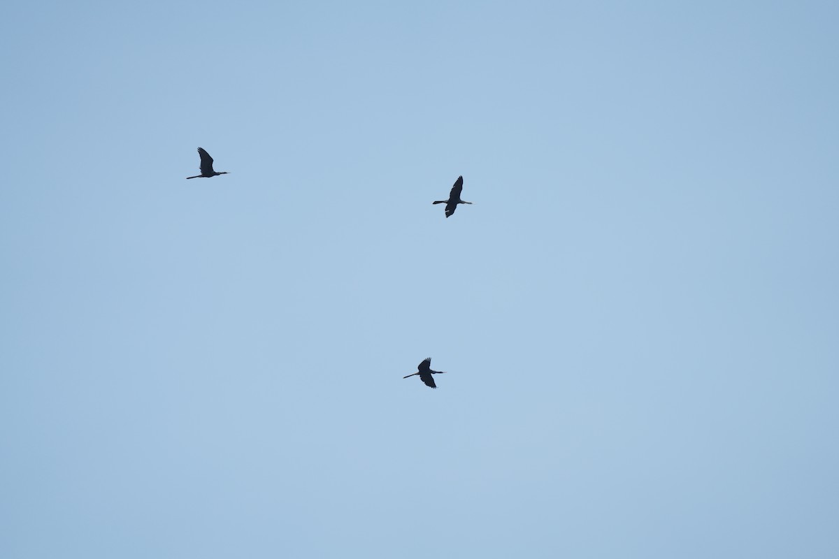 Anhinga - ML583186601
