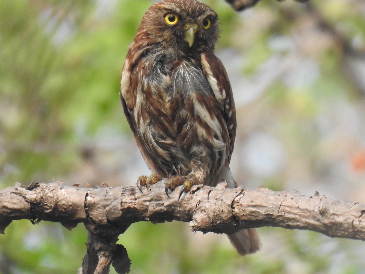 Ferruginous Pygmy-Owl - ML583186691