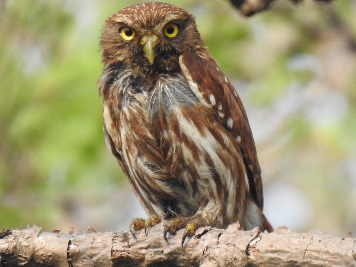 Ferruginous Pygmy-Owl - ML583186701