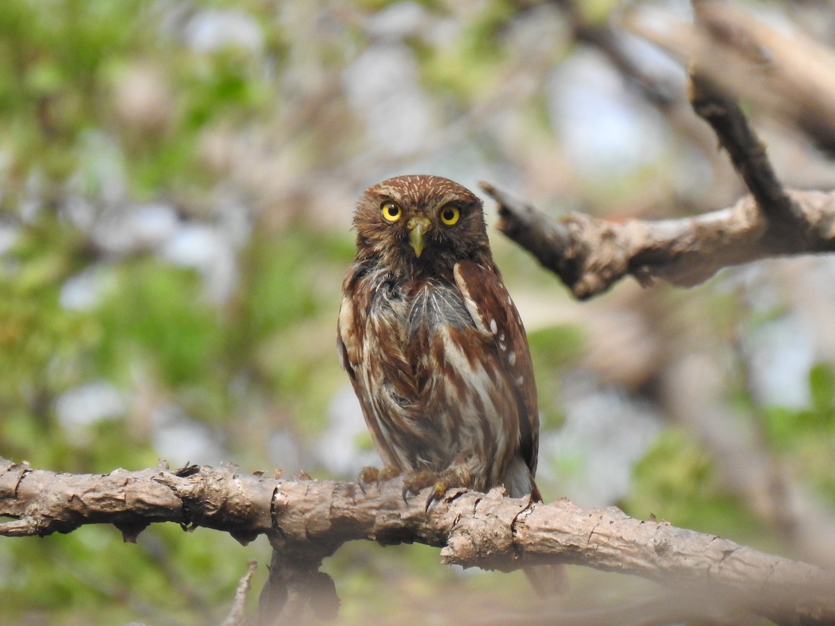 Ferruginous Pygmy-Owl - ML583186741