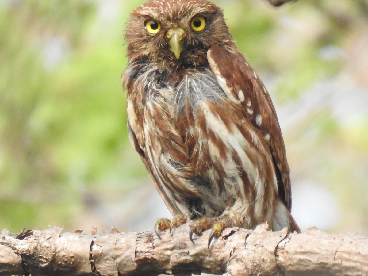 Ferruginous Pygmy-Owl - Justin Harris