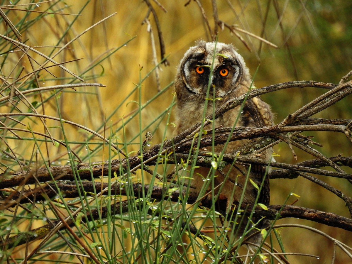 Long-eared Owl - Cesar Clemente