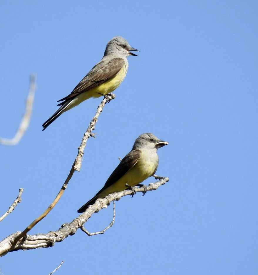 Western Kingbird - ML583187501