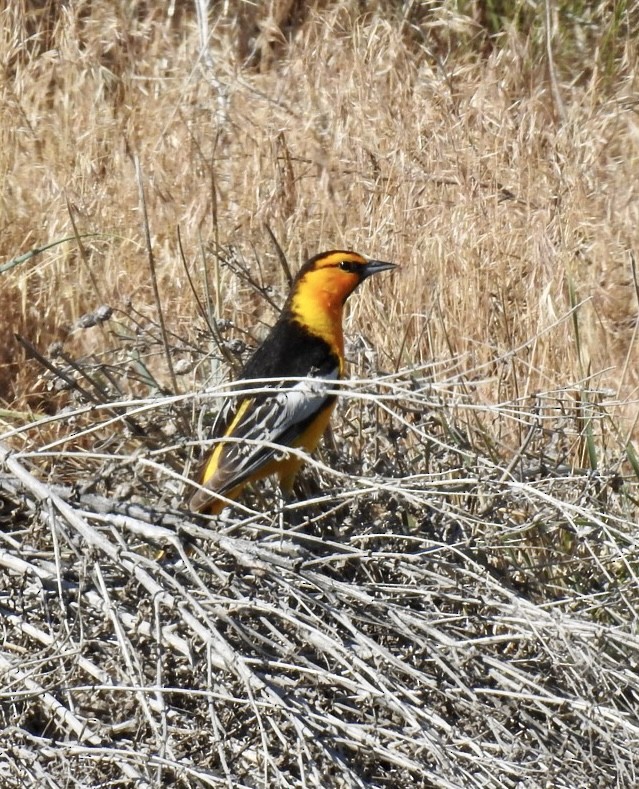 Bullock's Oriole - ML583187621