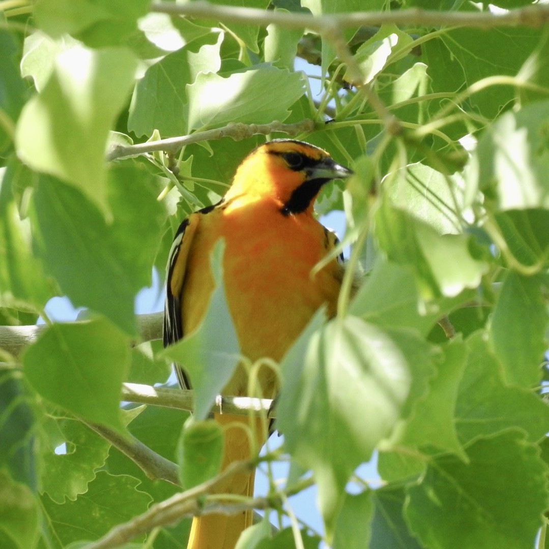 Bullock's Oriole - ML583187631