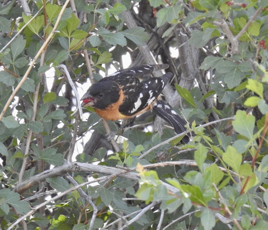 Black-headed Grosbeak - ML583187851