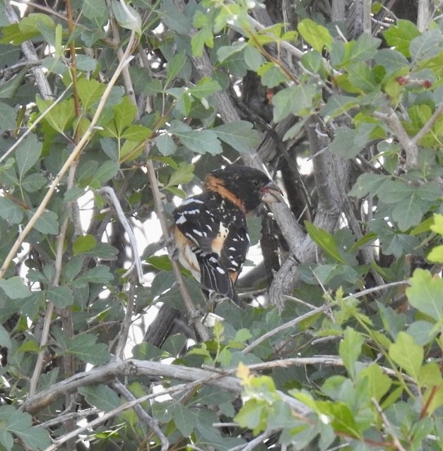 Black-headed Grosbeak - ML583187861