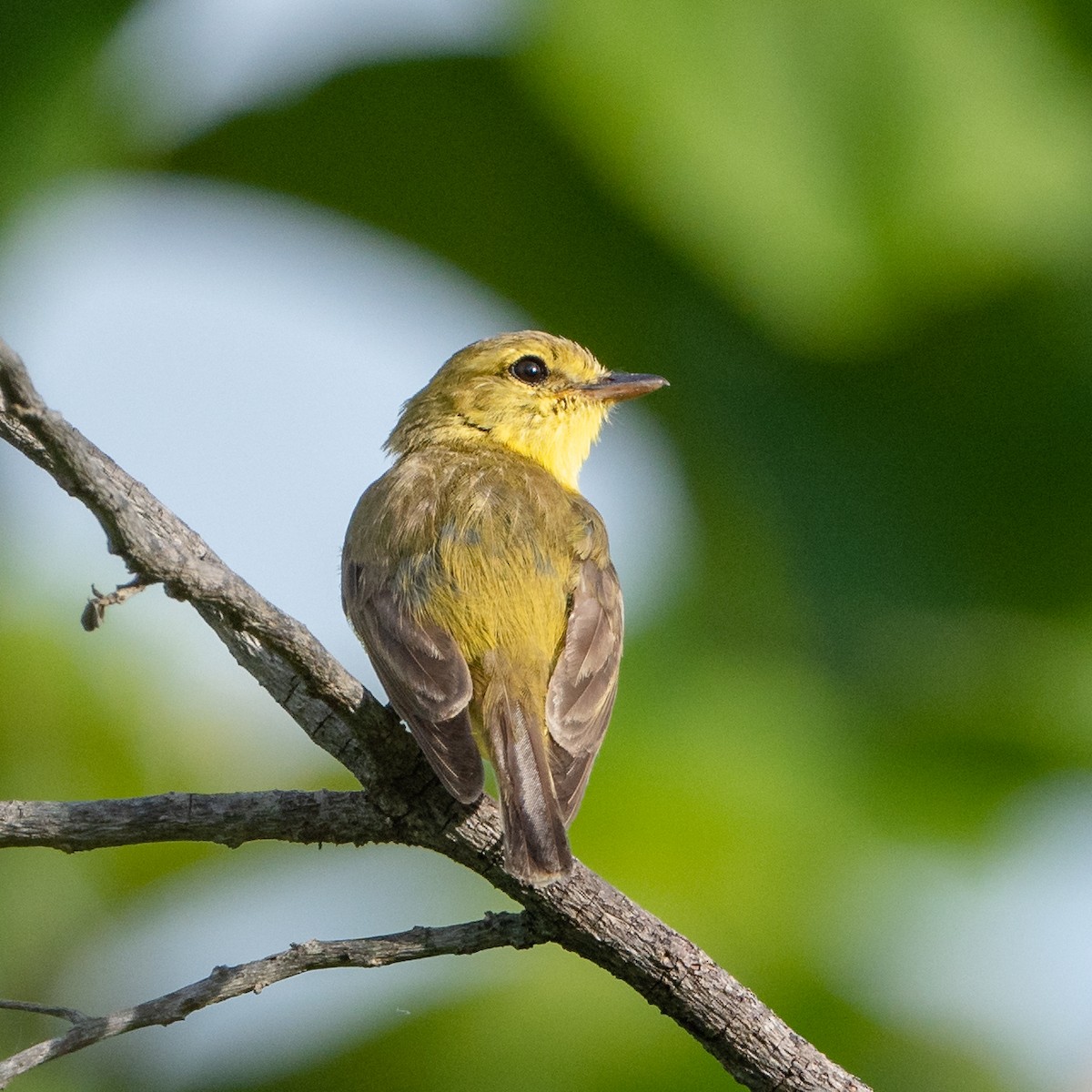 Golden-bellied Flyrobin - Wilbur Goh