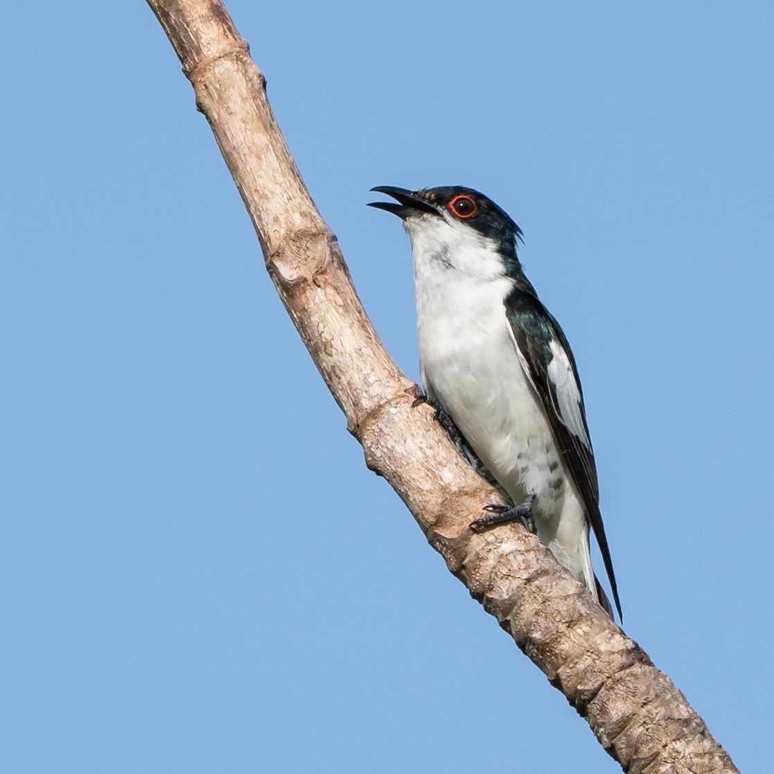 Little Bronze-Cuckoo (Pied) - ML583188941