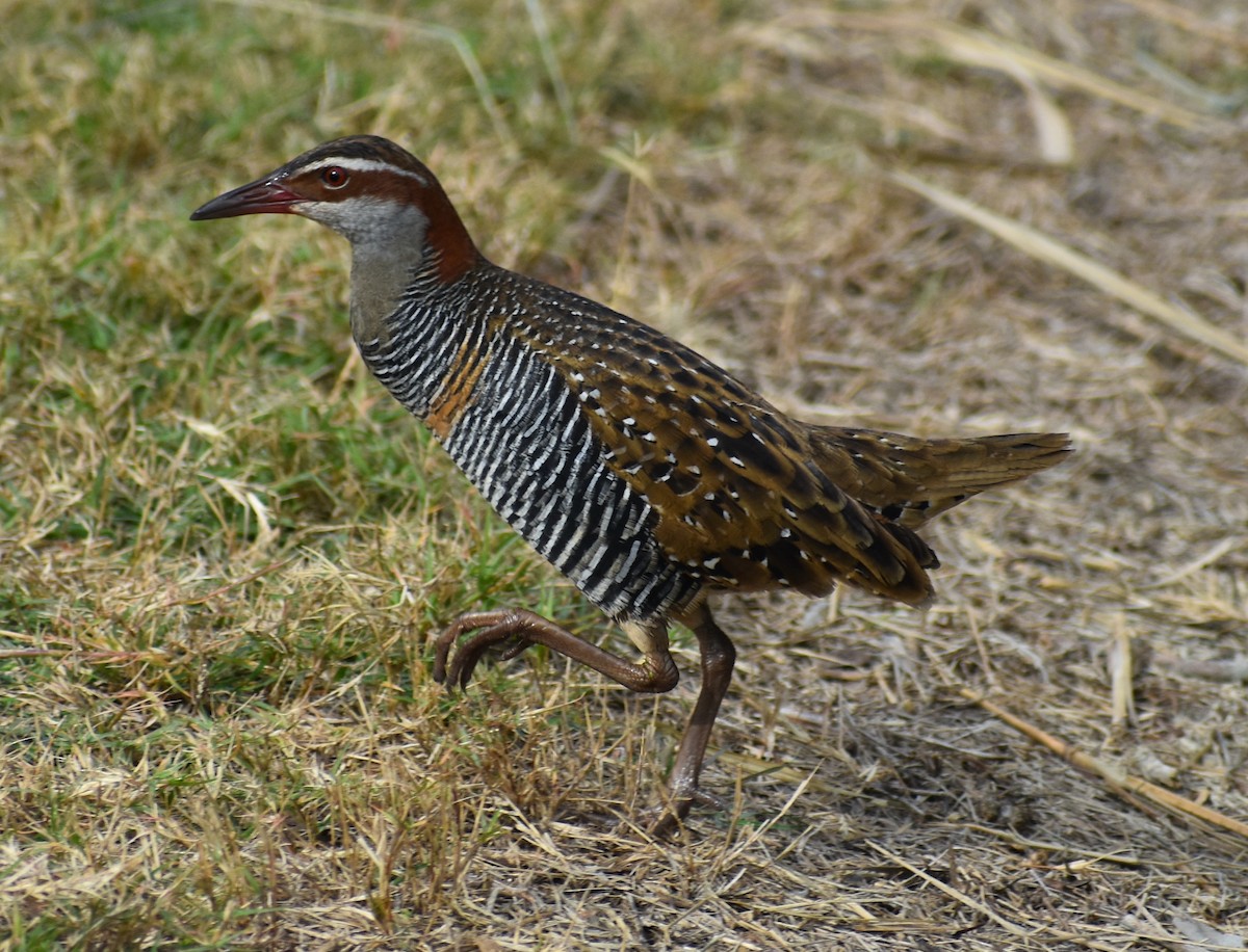 Buff-banded Rail - ML583189261