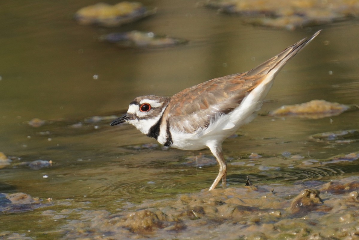 Killdeer - ML583189801