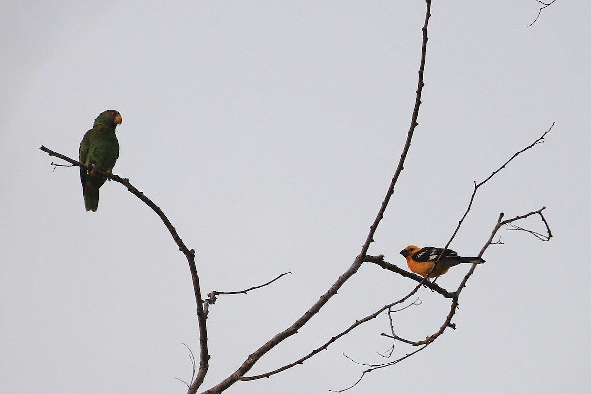 Yellow Grosbeak (Guatemalan) - ML58319021