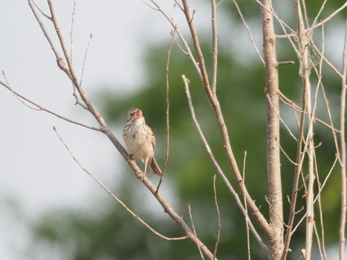 Vesper Sparrow - ML583192161