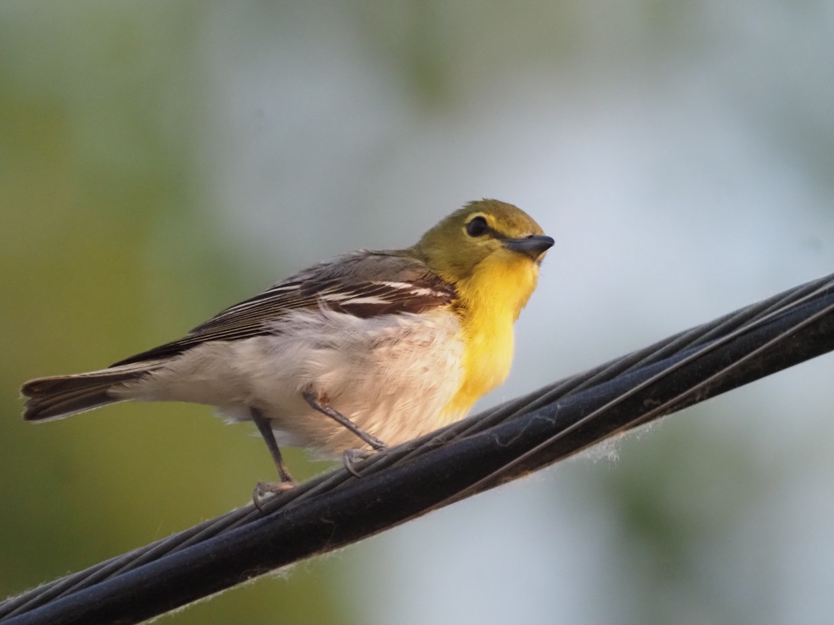 Yellow-throated Vireo - ML583192731