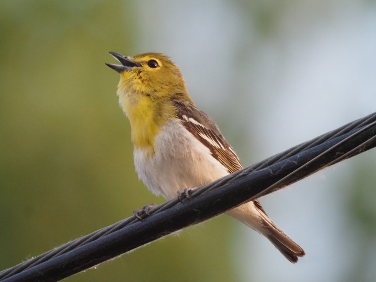 Yellow-throated Vireo - Kevin Wistrom