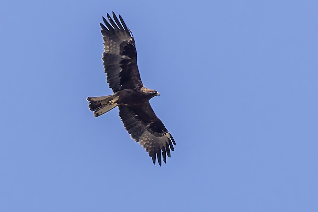 Booted Eagle - ML583193001