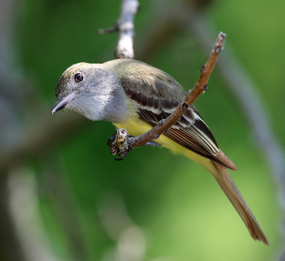 Great Crested Flycatcher - Laure Wilson Neish