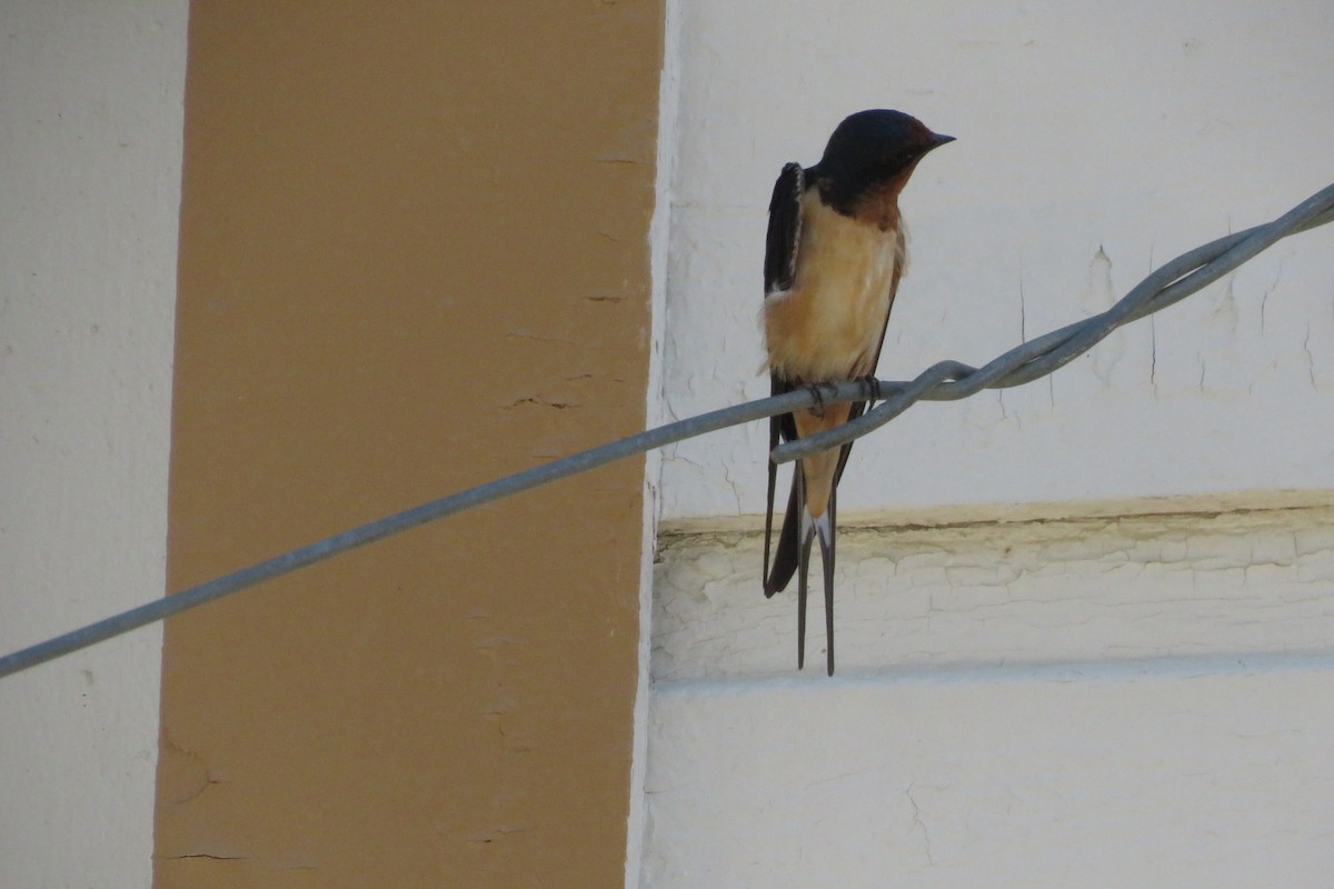 Barn Swallow - ML583194371